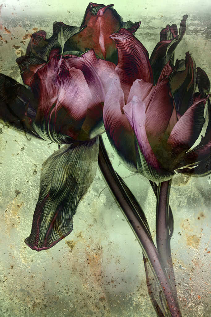 Fading Flowers